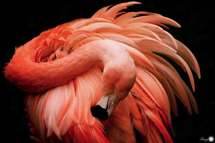 Pembe ve asil: Dünya Flamingo Günü