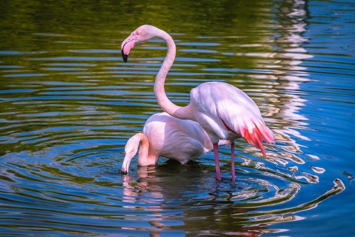 Pembe ve asil: Dünya Flamingo Günü