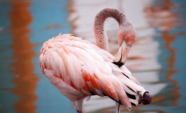 Pembe ve asil: Dünya Flamingo Günü