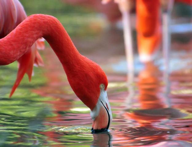 Pembe ve asil: Dünya Flamingo Günü