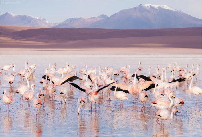 Pembe ve asil: Dünya Flamingo Günü