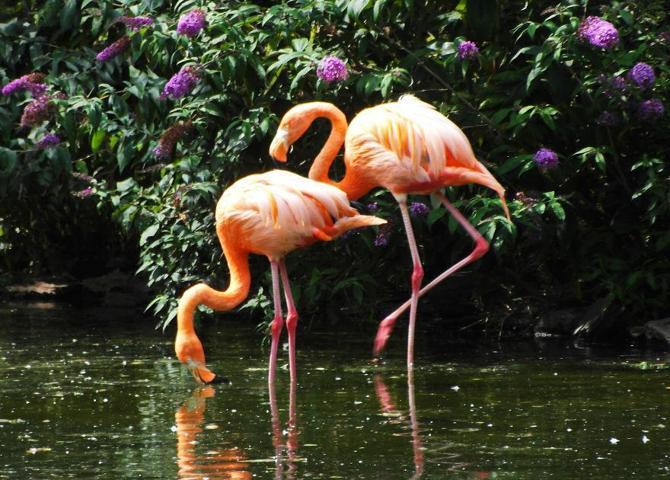 Pembe ve asil: Dünya Flamingo Günü