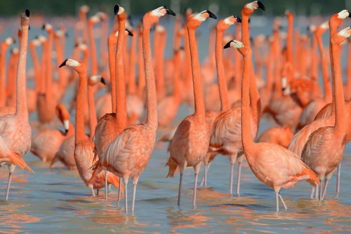 Pembe ve asil: Dünya Flamingo Günü