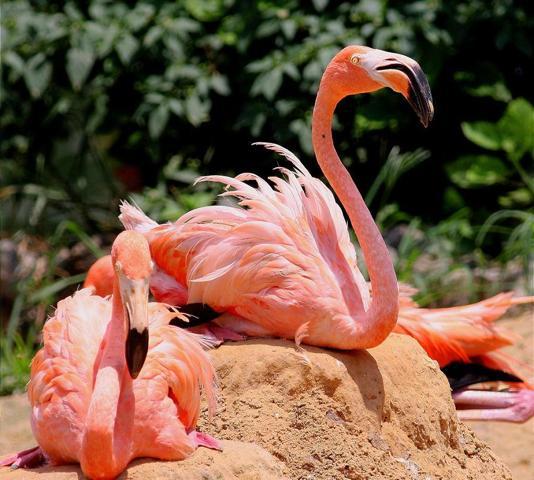 Pembe ve asil: Dünya Flamingo Günü