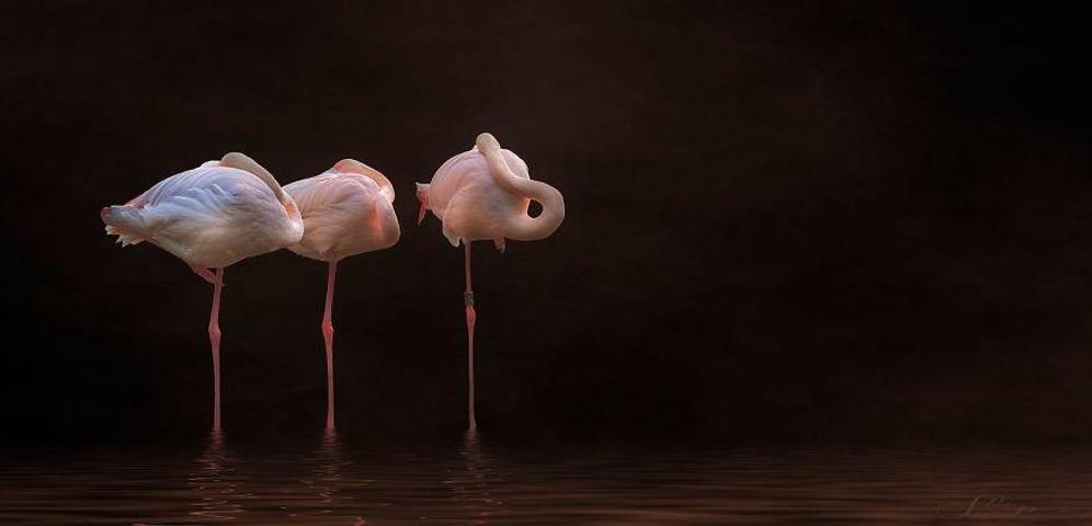 Pembe ve asil: Dünya Flamingo Günü