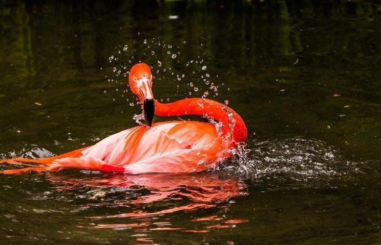 Pembe ve asil: Dünya Flamingo Günü