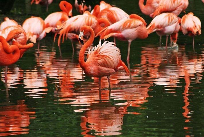 Pembe ve asil: Dünya Flamingo Günü