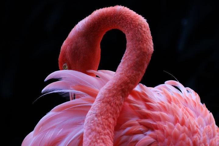 Pembe ve asil: Dünya Flamingo Günü