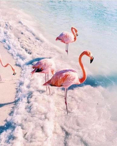 Pembe ve asil: Dünya Flamingo Günü
