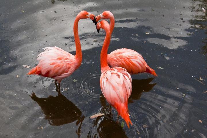 Pembe ve asil: Dünya Flamingo Günü