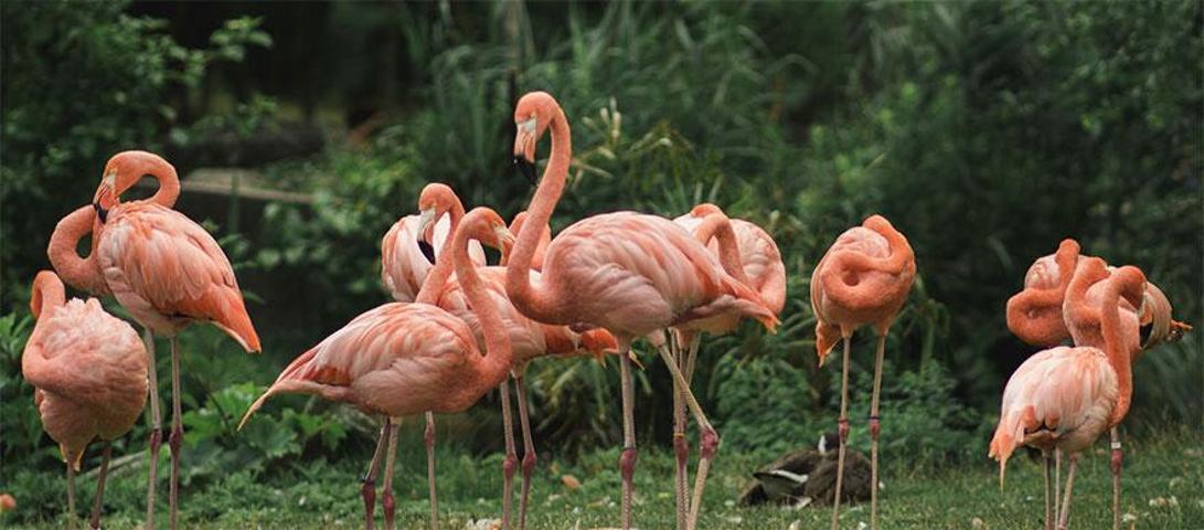 Pembe ve asil: Dünya Flamingo Günü