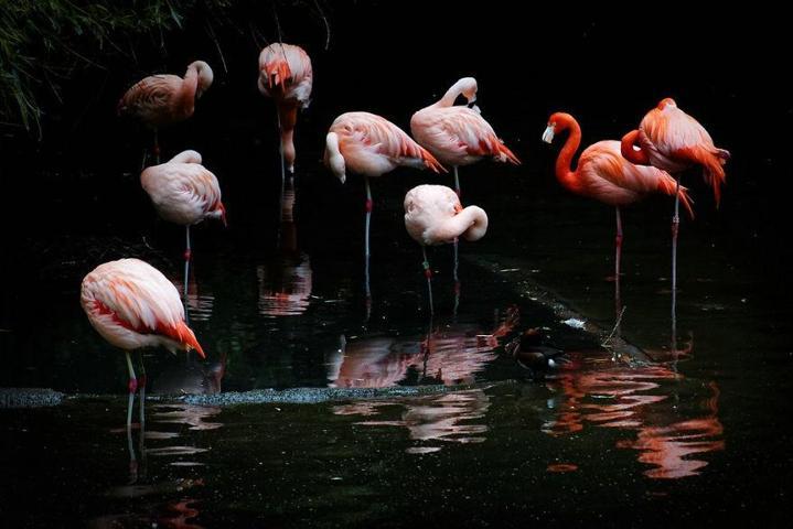 Pembe ve asil: Dünya Flamingo Günü