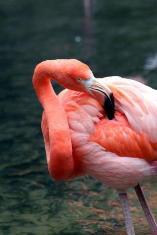 Pembe ve asil: Dünya Flamingo Günü
