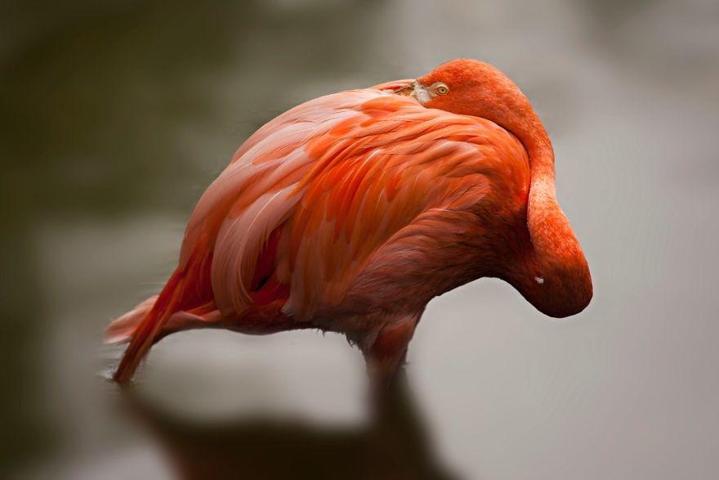 Pembe ve asil: Dünya Flamingo Günü