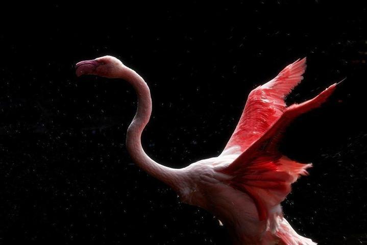 Pembe ve asil: Dünya Flamingo Günü