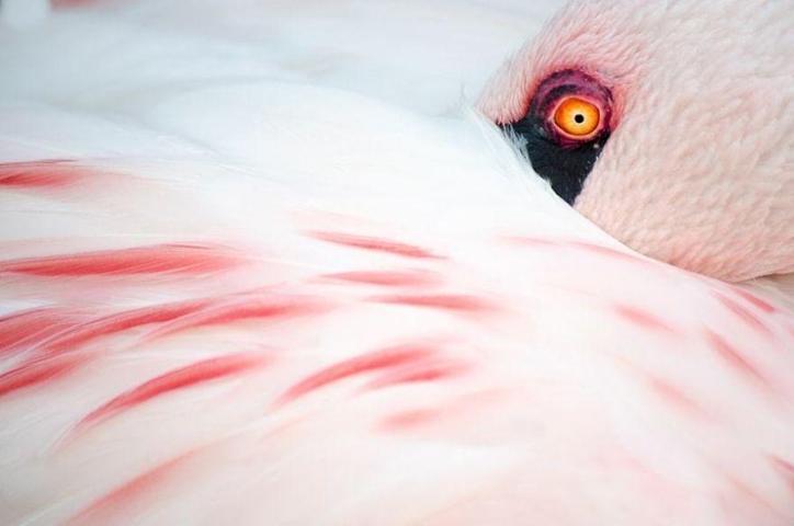 Pembe ve asil: Dünya Flamingo Günü