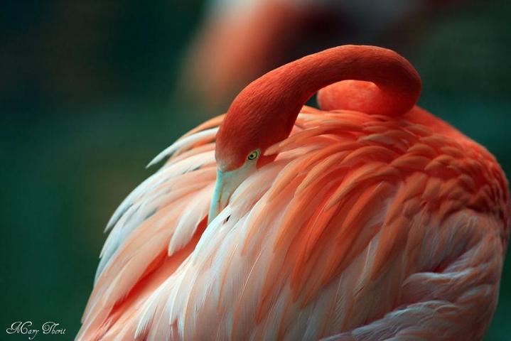 Pembe ve asil: Dünya Flamingo Günü