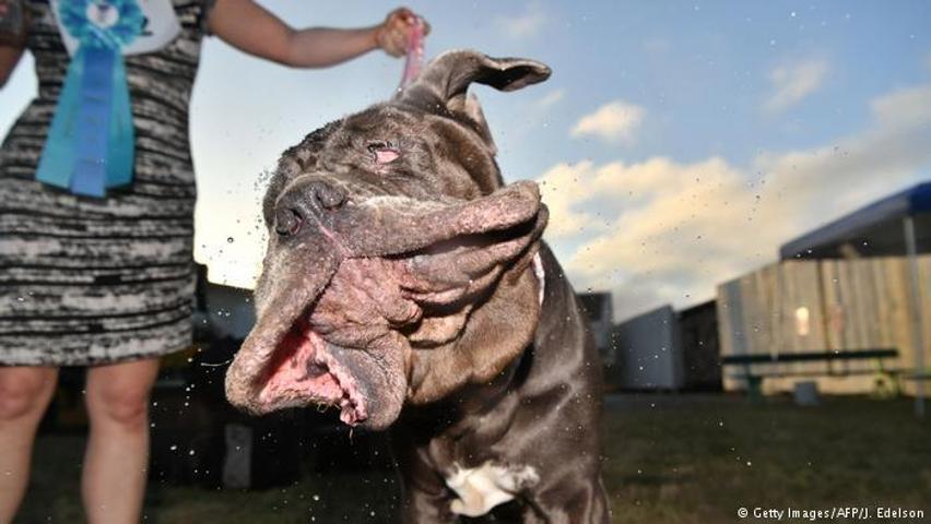 2017’nin en çirkin köpeği o seçildi