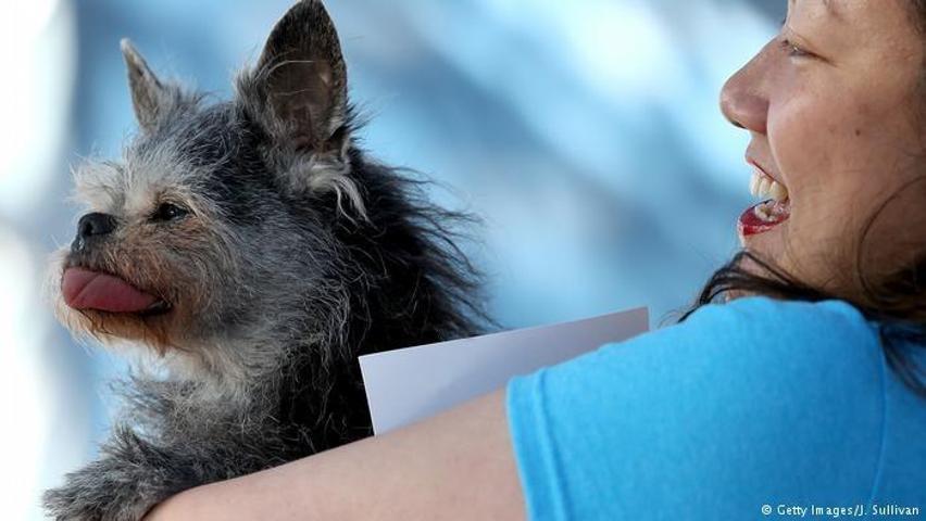 2017’nin en çirkin köpeği o seçildi