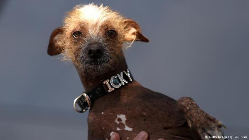 2017’nin en çirkin köpeği o seçildi