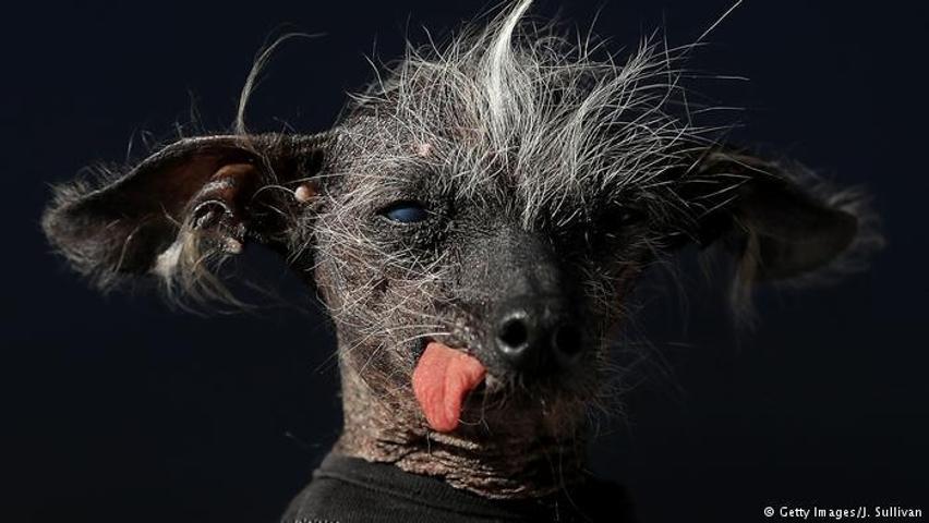 2017’nin en çirkin köpeği o seçildi