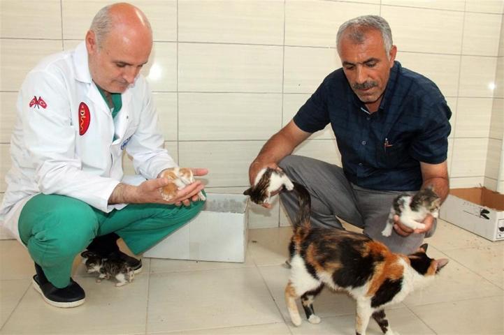 O kediye süt anne diyorlar