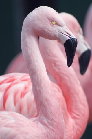 Dekorasyonda pembe patlaması