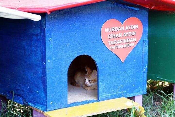 İzmirin turizm elçisi kedilerini Aras koruyor
