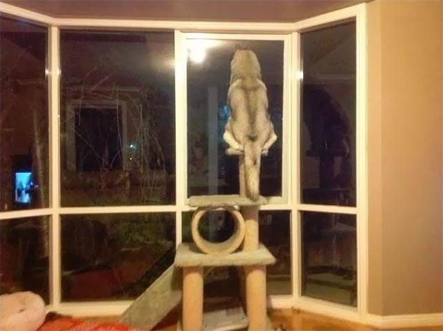 Bu köpekler kendilerini kedi sanıyorlar