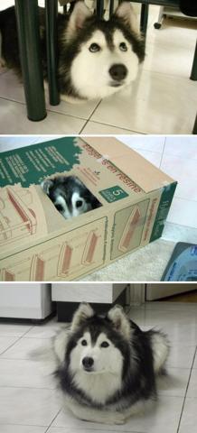 Bu köpekler kendilerini kedi sanıyorlar