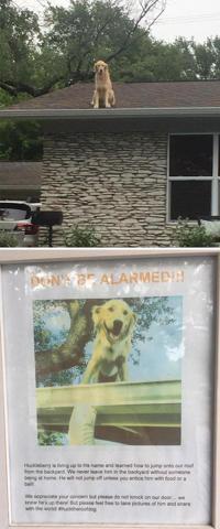 Bu köpekler kendilerini kedi sanıyorlar