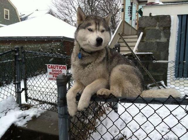 Bu köpekler kendilerini kedi sanıyorlar