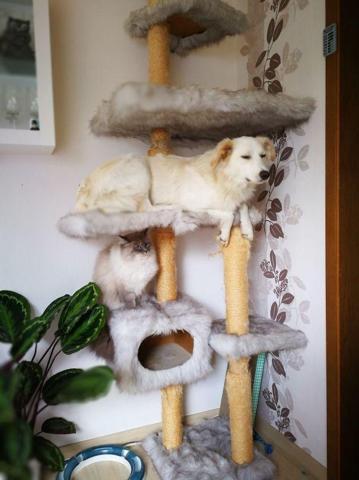 Bu köpekler kendilerini kedi sanıyorlar