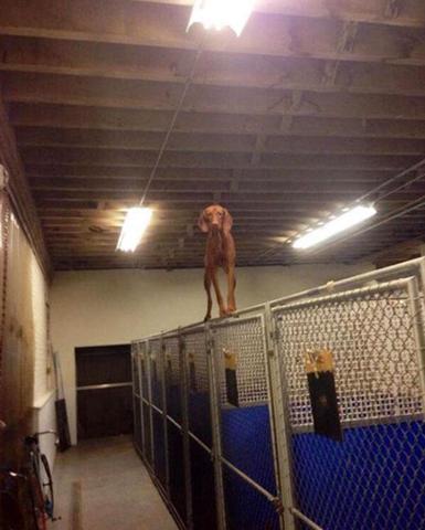 Bu köpekler kendilerini kedi sanıyorlar