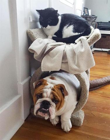 Bu köpekler kendilerini kedi sanıyorlar