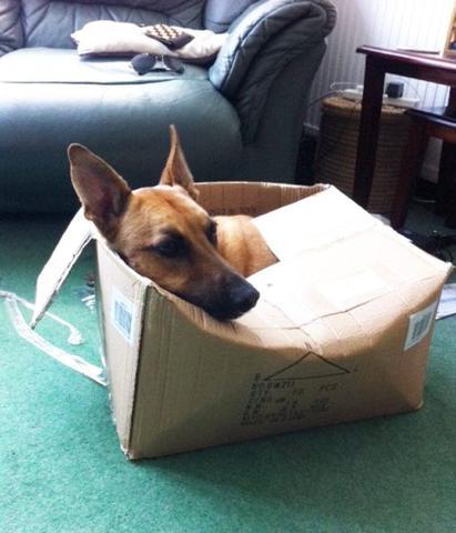 Bu köpekler kendilerini kedi sanıyorlar