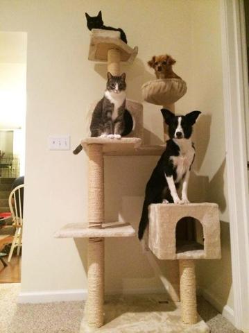 Bu köpekler kendilerini kedi sanıyorlar