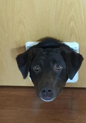 Bu köpekler kendilerini kedi sanıyorlar