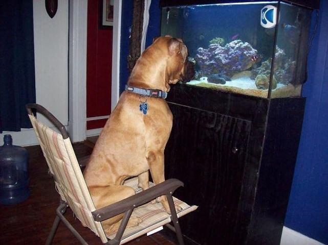 Bu köpekler kendilerini kedi sanıyorlar