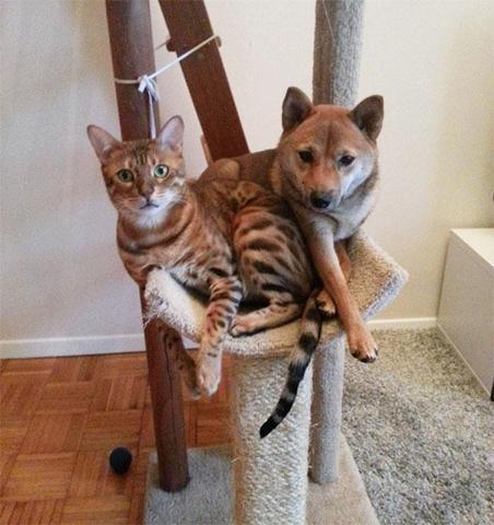 Bu köpekler kendilerini kedi sanıyorlar