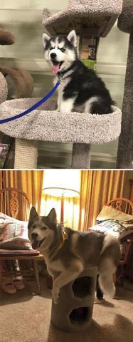 Bu köpekler kendilerini kedi sanıyorlar