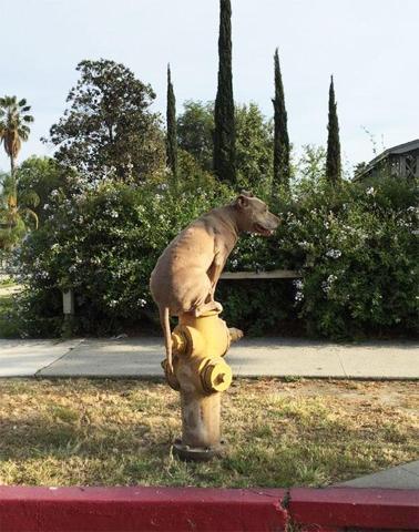 Bu köpekler kendilerini kedi sanıyorlar