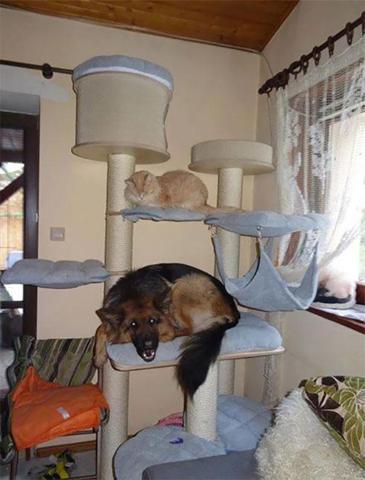 Bu köpekler kendilerini kedi sanıyorlar
