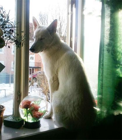 Bu köpekler kendilerini kedi sanıyorlar