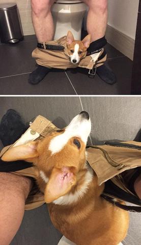 Bu köpekler kendilerini kedi sanıyorlar