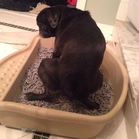 Bu köpekler kendilerini kedi sanıyorlar