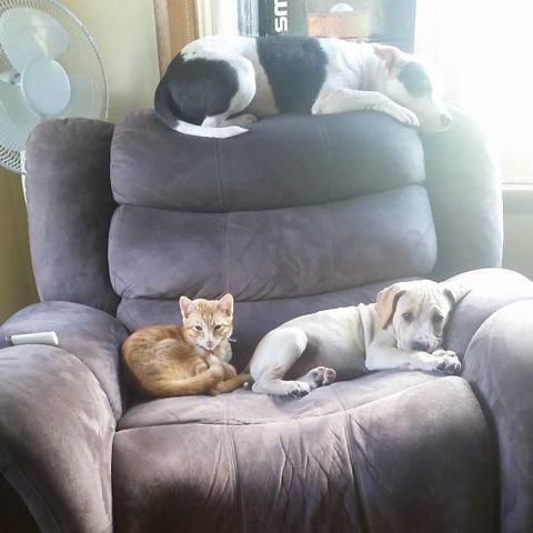 Bu köpekler kendilerini kedi sanıyorlar