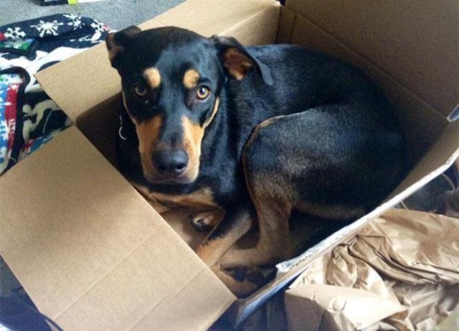 Bu köpekler kendilerini kedi sanıyorlar