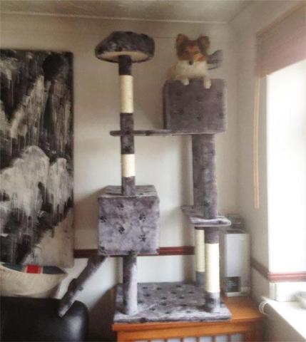 Bu köpekler kendilerini kedi sanıyorlar