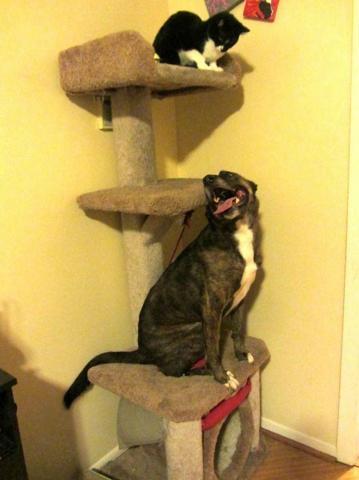 Bu köpekler kendilerini kedi sanıyorlar